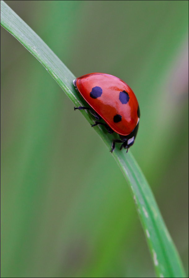 Макро со всего света