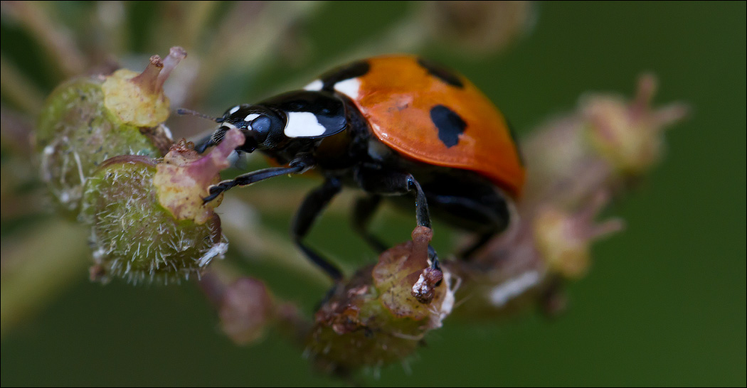 Макро со всего света