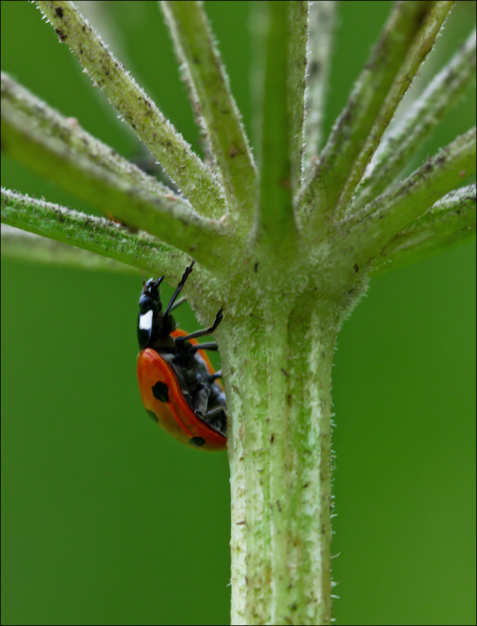 Макро со всего света
