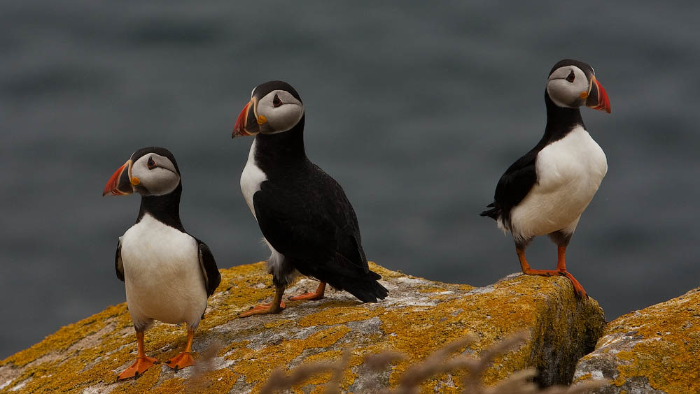 Птицы в фотографиях из путешествий