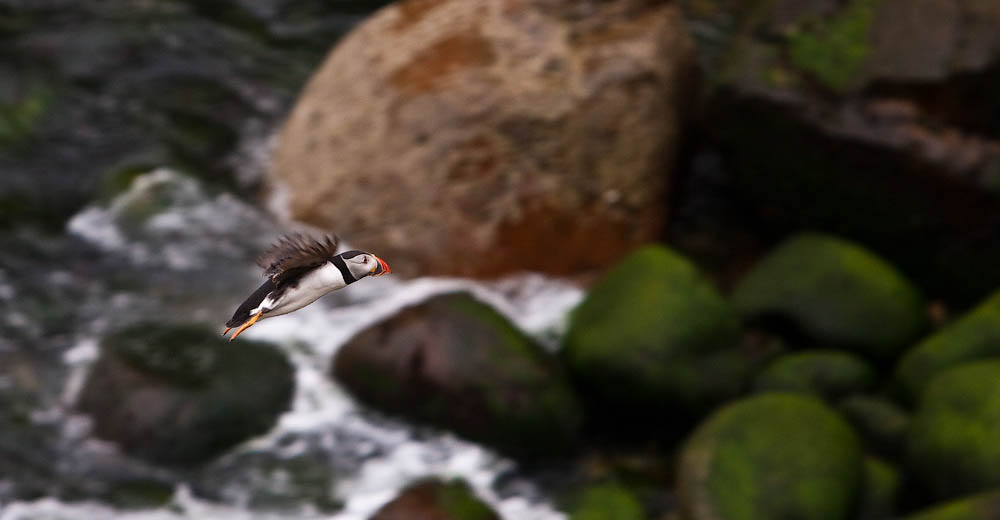Птицы в фотографиях из путешествий