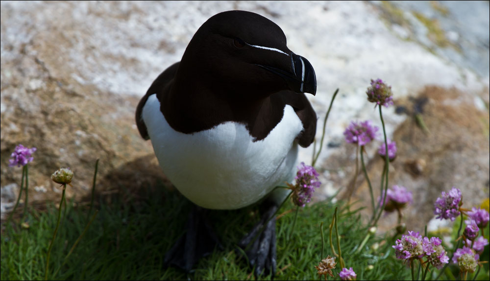 Птицы в фотографиях из путешествий