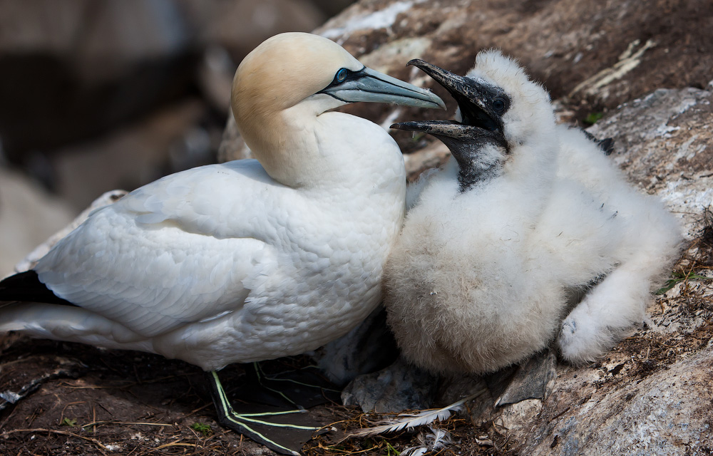 Птицы в фотографиях из путешествий