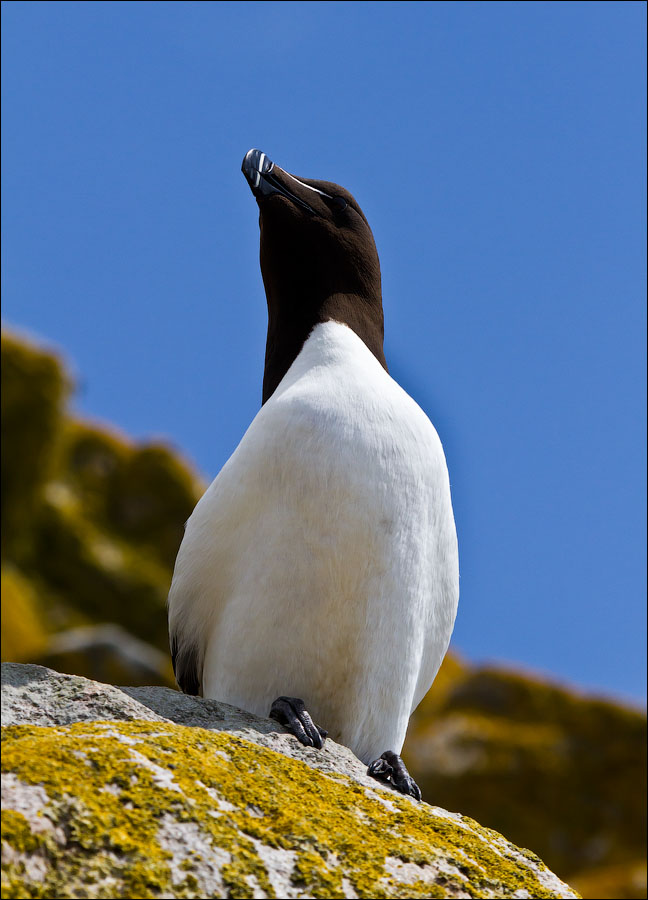 Птицы в фотографиях из путешествий