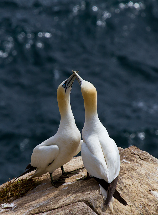 Птицы в фотографиях из путешествий