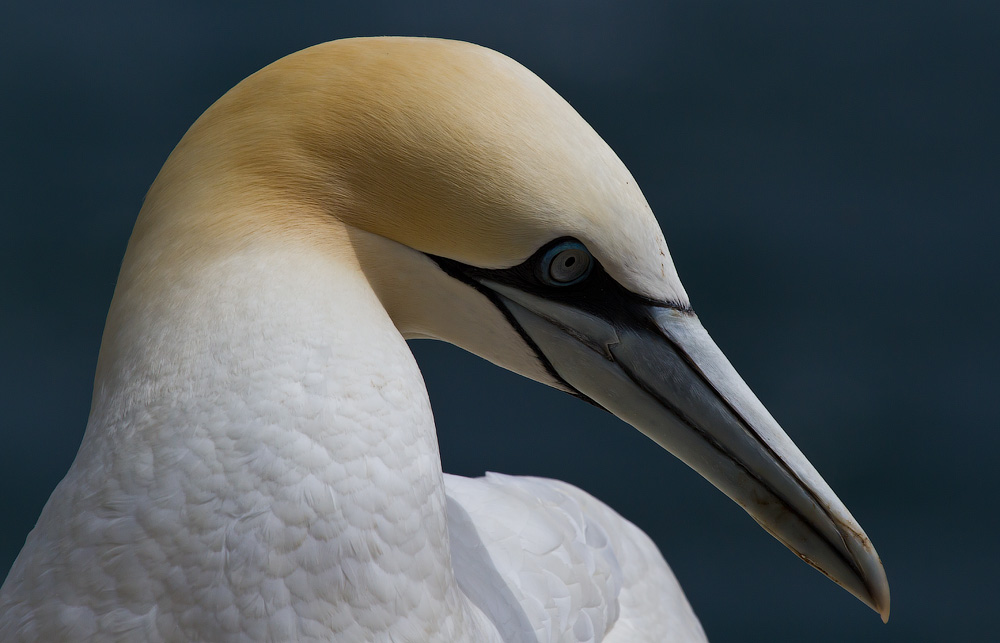 Птицы в фотографиях из путешествий