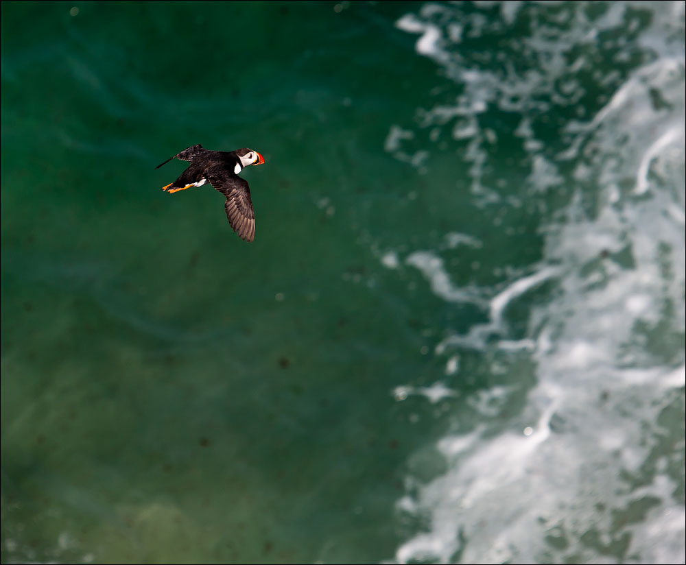 Птицы в фотографиях из путешествий