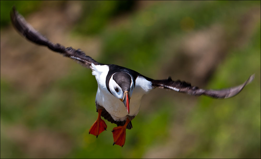 Птицы в фотографиях из путешествий