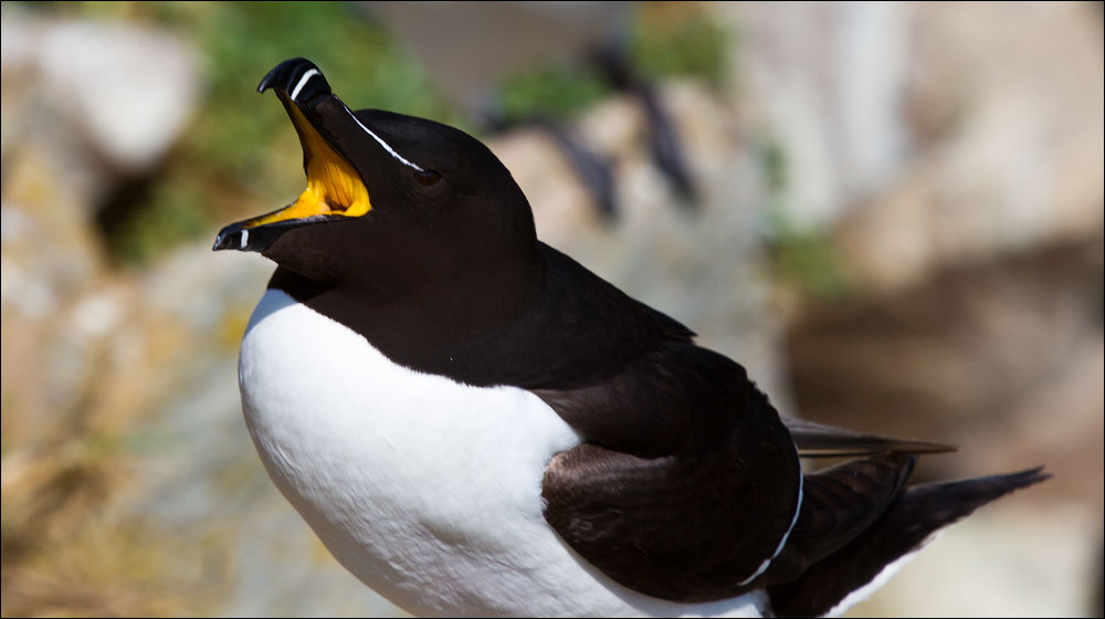 Птицы в фотографиях из путешествий
