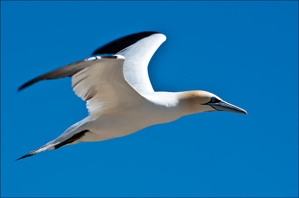 Птицы в фотографиях из путешествий