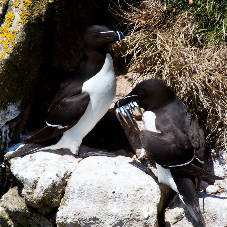 Птицы в фотографиях из путешествий