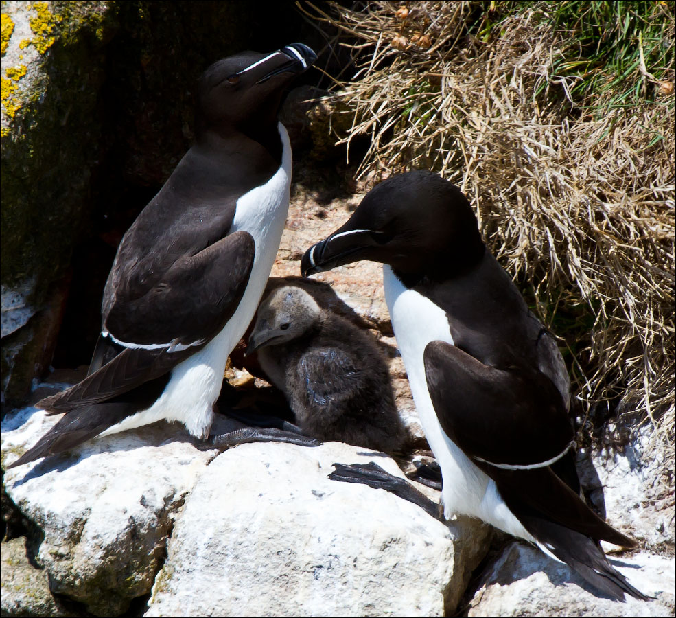 Птицы в фотографиях из путешествий