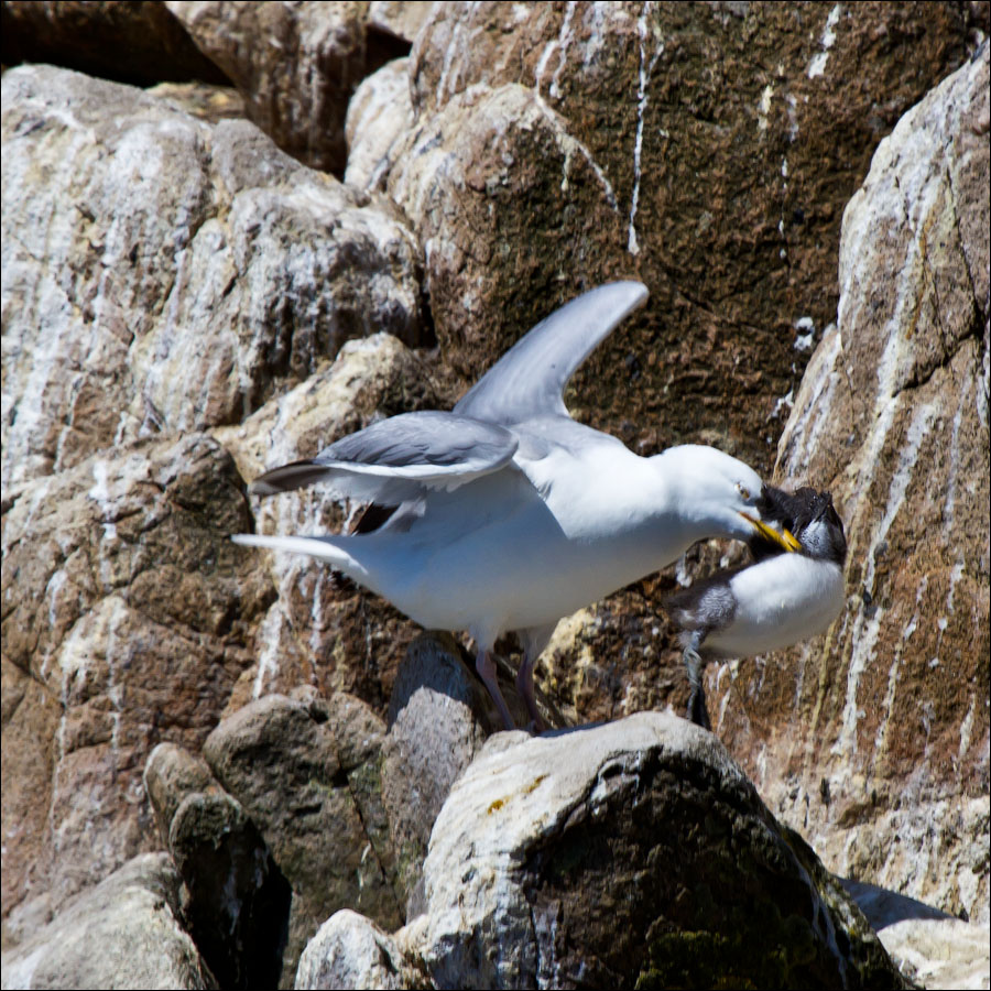 Птицы в фотографиях из путешествий