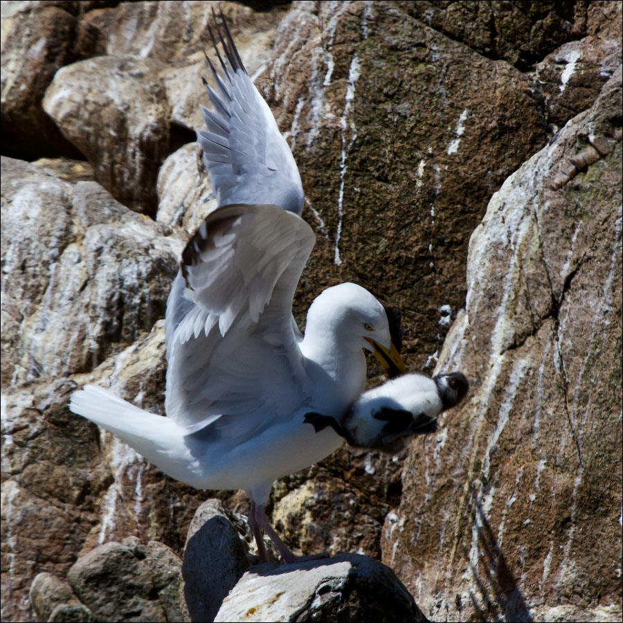 Птицы в фотографиях из путешествий