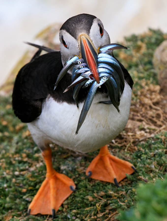 Птицы в фотографиях из путешествий