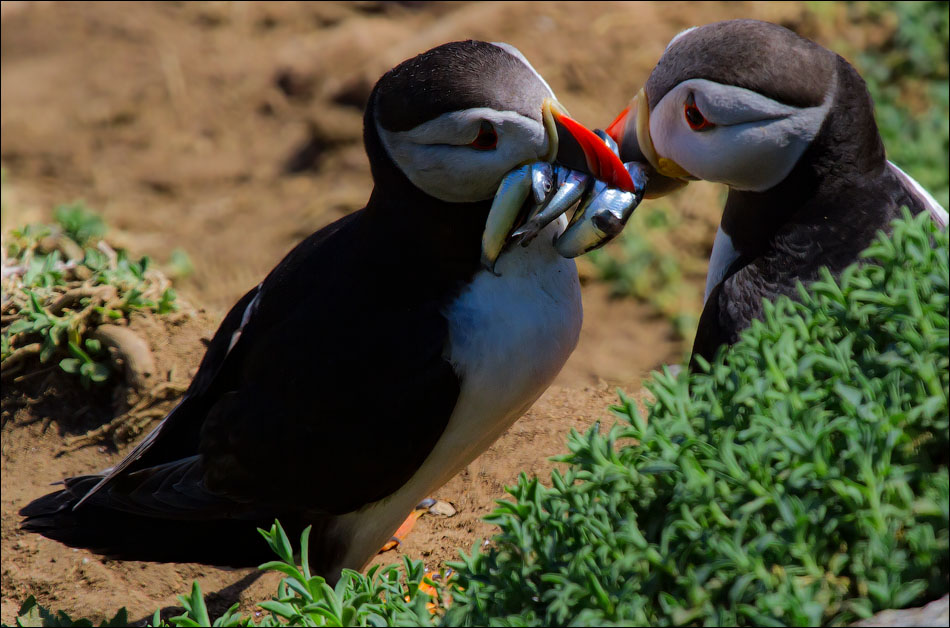 Птицы в фотографиях из путешествий