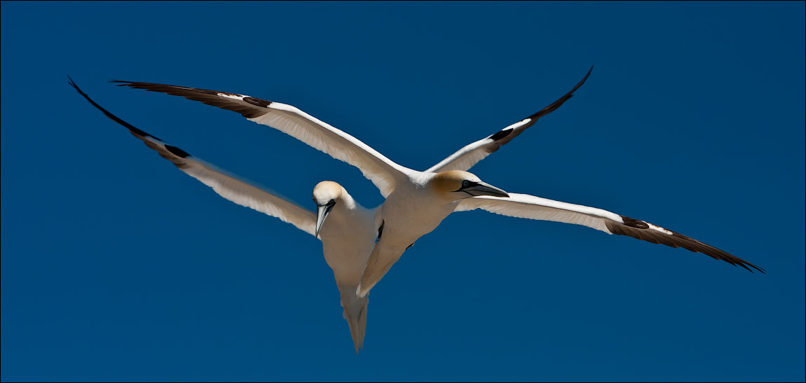 Птицы в фотографиях из путешествий
