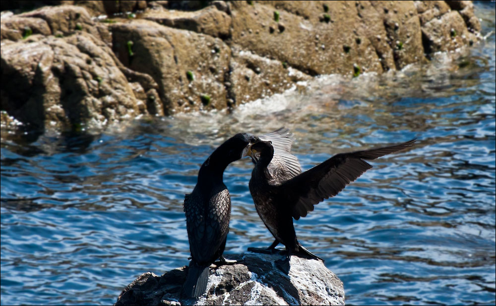 Птицы в фотографиях из путешествий