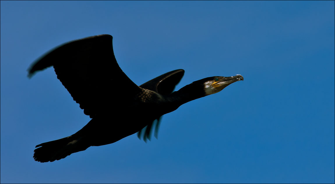 Птицы в фотографиях из путешествий