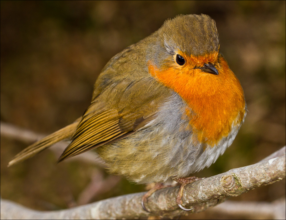 Птицы в фотографиях из путешествий