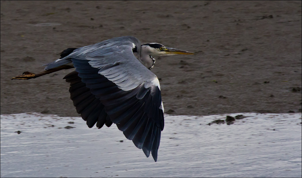 Птицы в фотографиях из путешествий Птицы в фотографиях из путешествий
