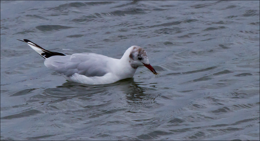 Птицы в фотографиях из путешествий