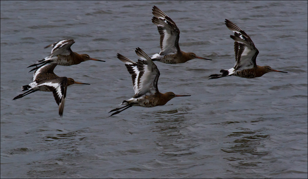 Птицы в фотографиях из путешествий Птицы в фотографиях из путешествий
