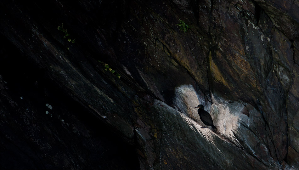 Птицы в фотографиях из путешествий