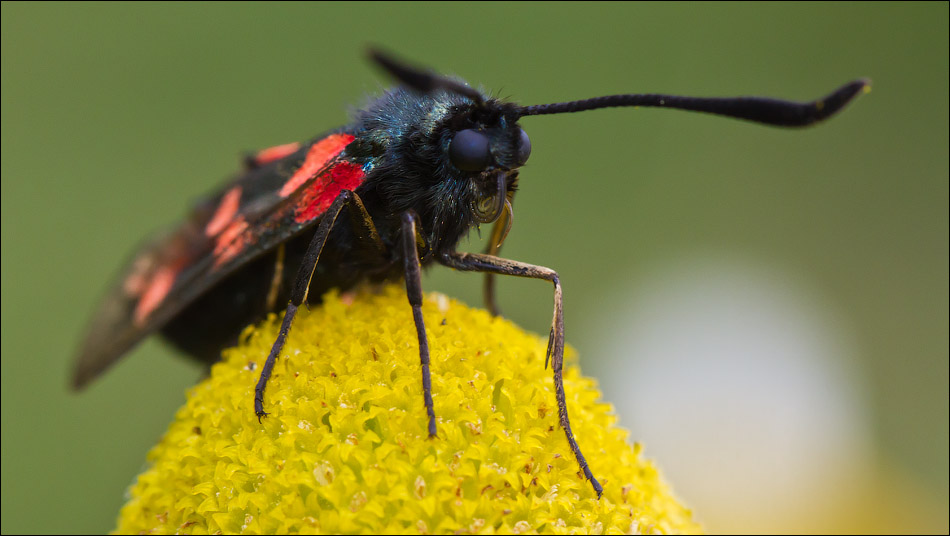 Макро со всего света