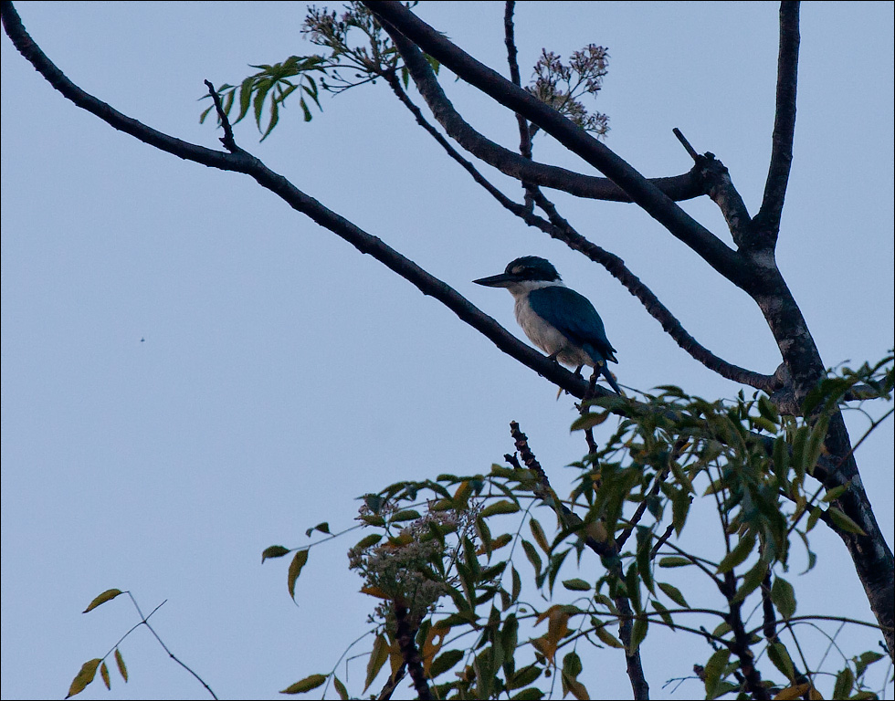 Птицы в фотографиях из путешествий