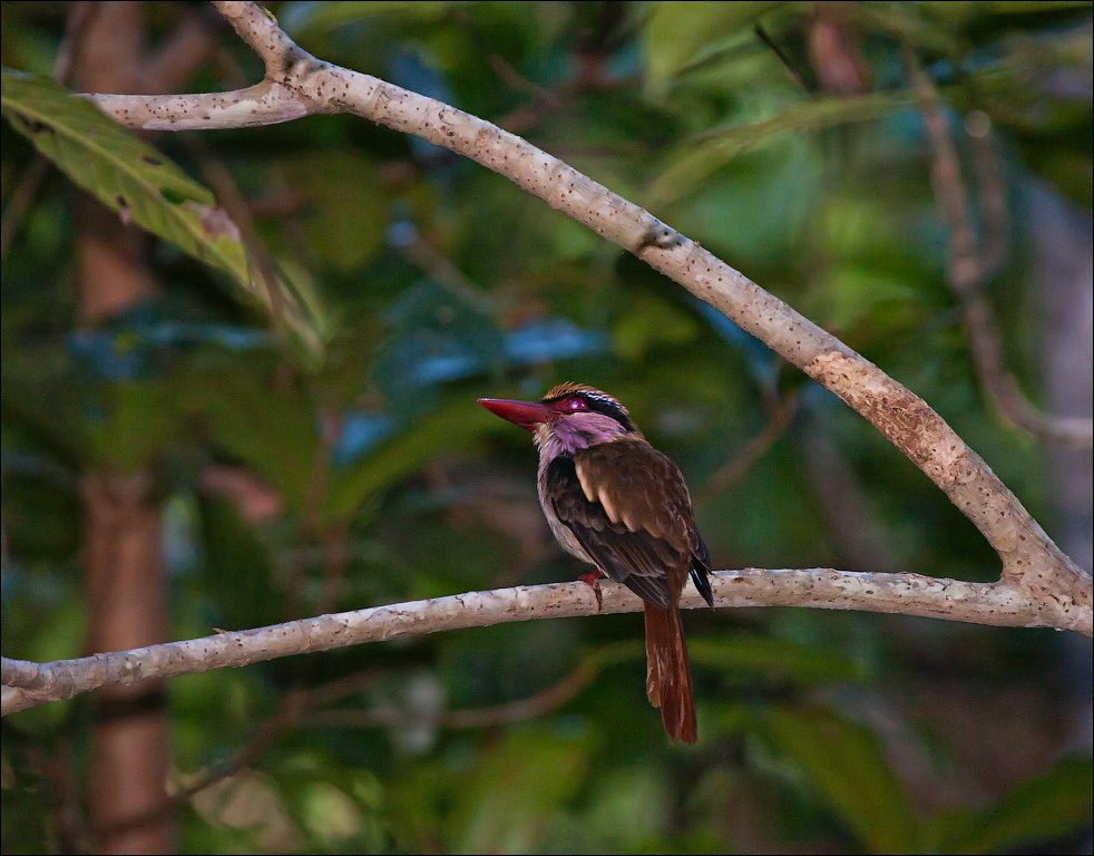 Птицы в фотографиях из путешествий