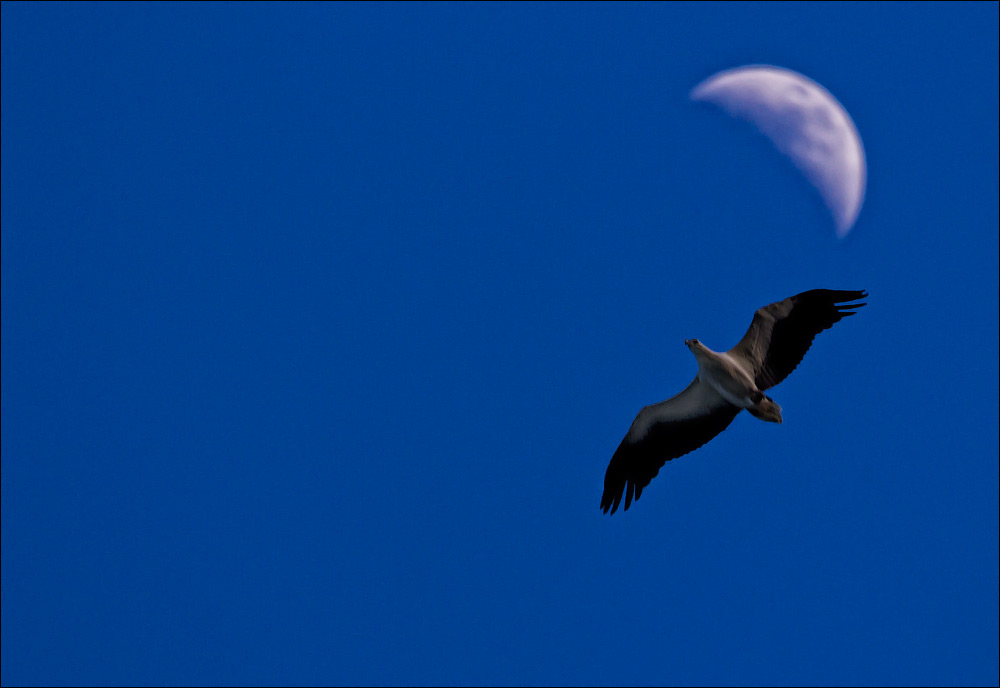 Птицы в фотографиях из путешествий