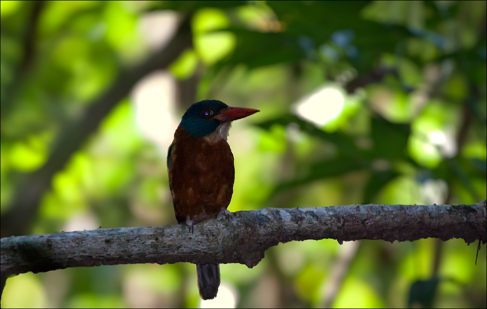 Птицы в фотографиях из путешествий