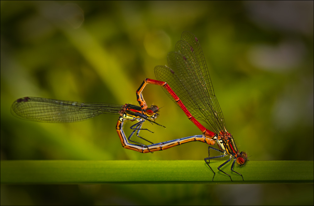 Макро со всего света