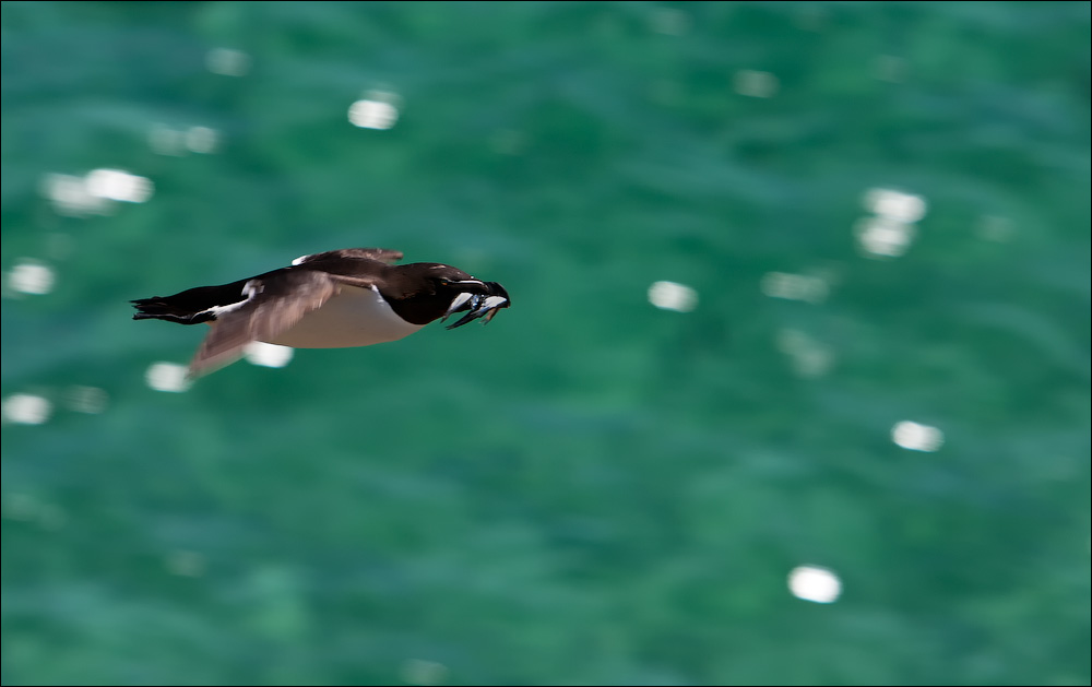 Птицы в фотографиях из путешествий