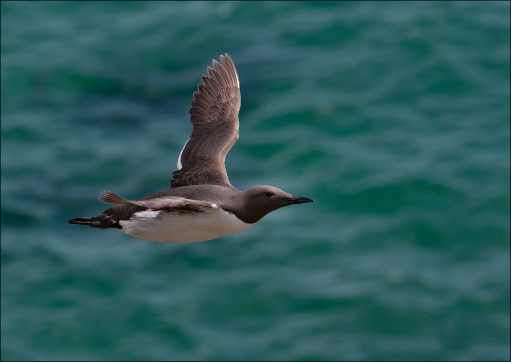 Птицы в фотографиях из путешествий