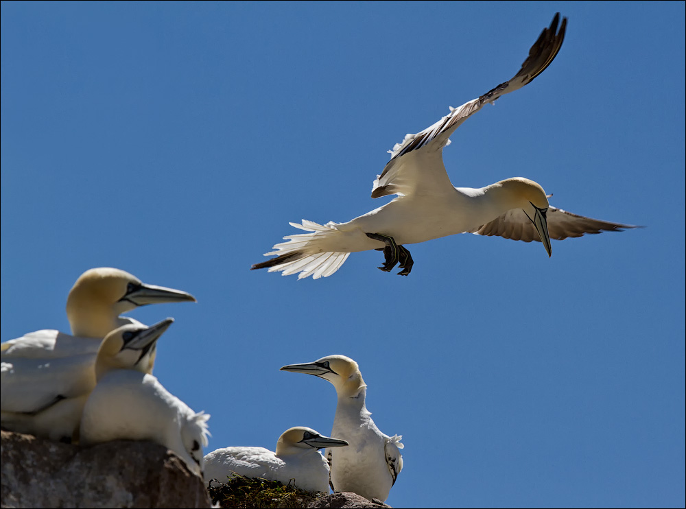 Птицы в фотографиях из путешествий