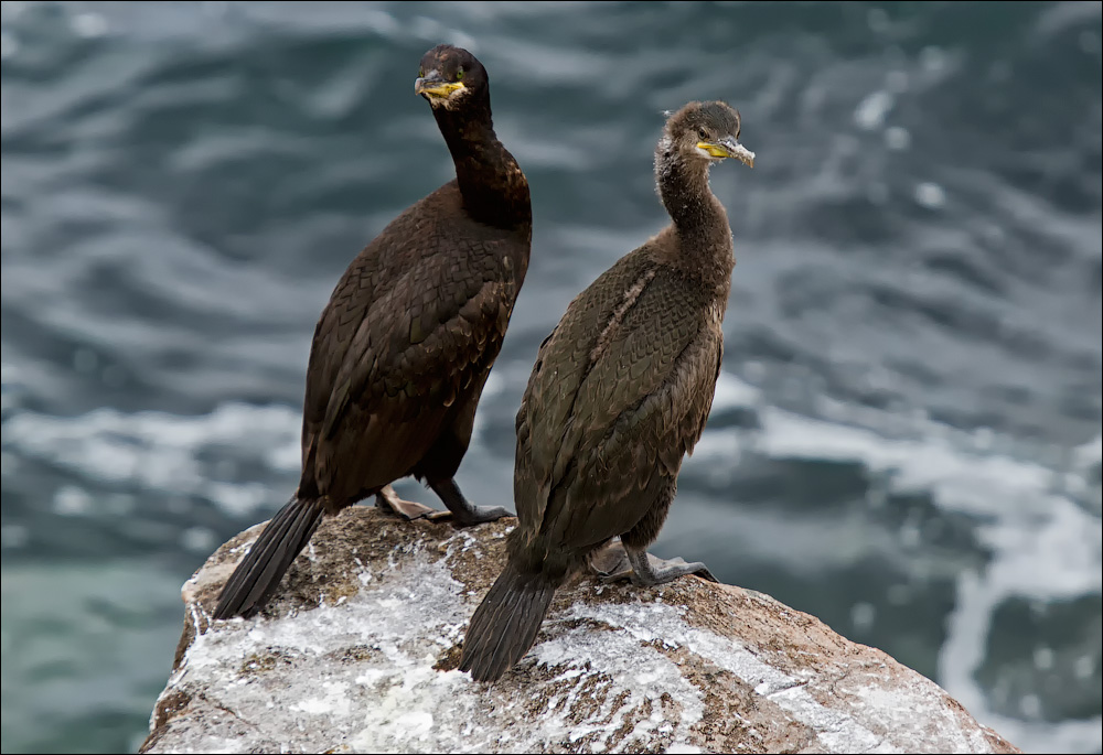 Птицы в фотографиях из путешествий