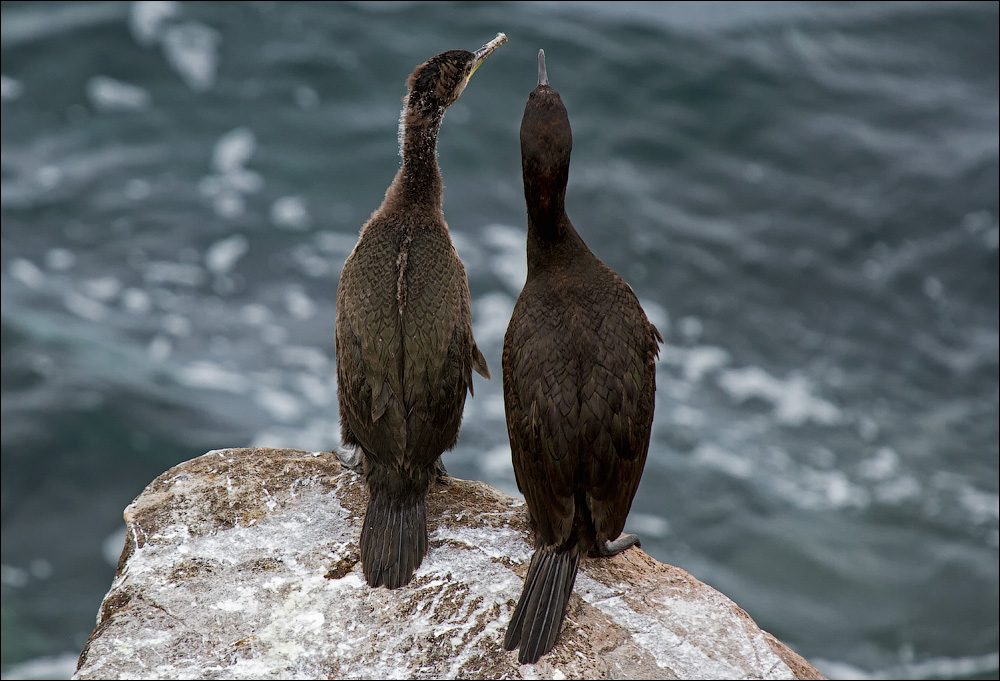 Птицы в фотографиях из путешествий