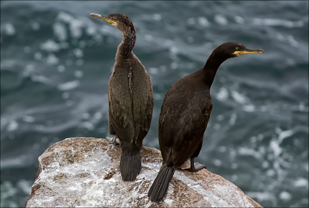 Птицы в фотографиях из путешествий