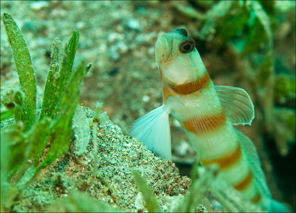 Иордания - fly, drive and dive :-) Фототрафик!