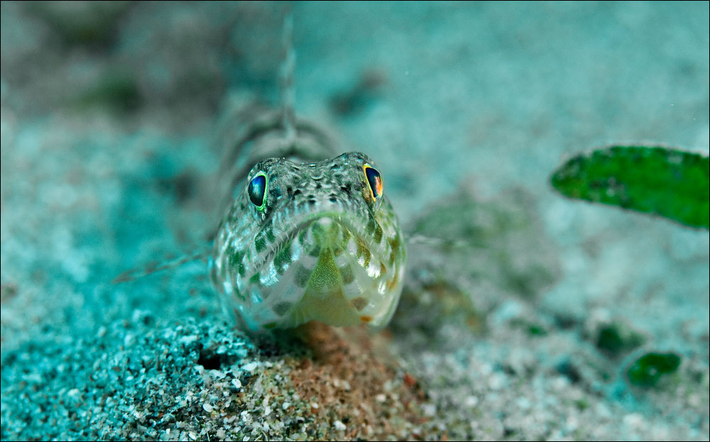 Иордания - fly, drive and dive :-) Фототрафик!