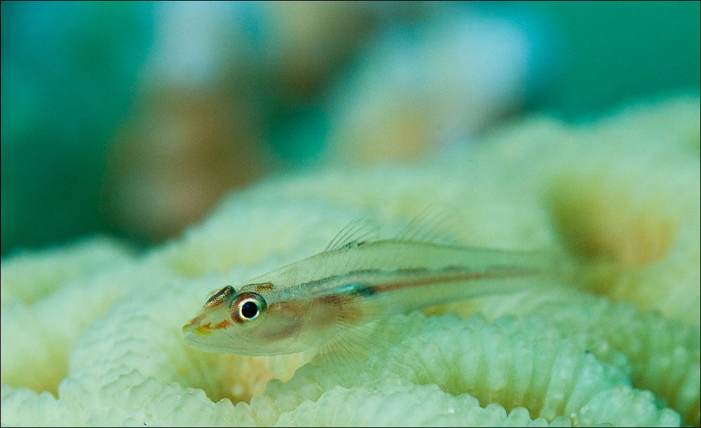 Иордания - fly, drive and dive :-) Фототрафик!