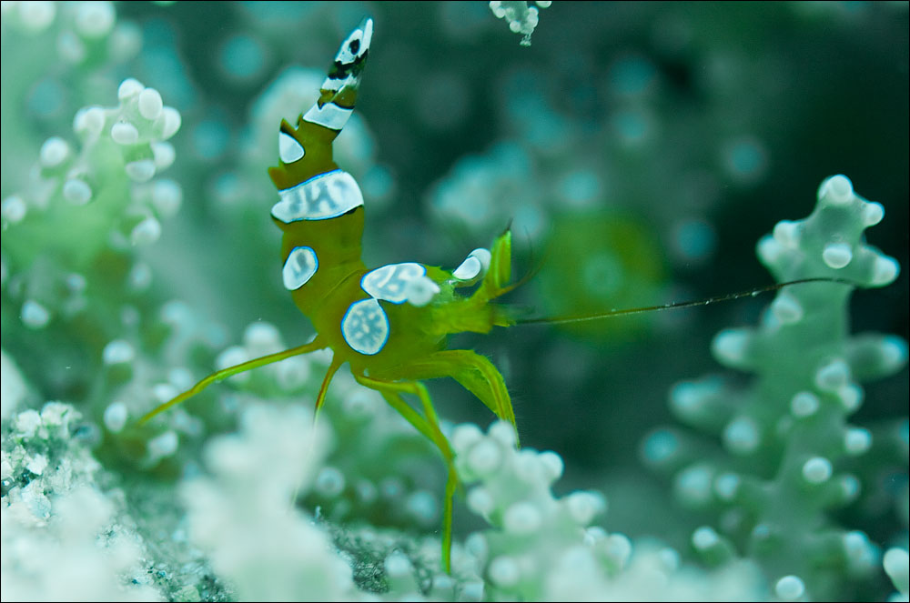 Иордания - fly, drive and dive :-) Фототрафик!