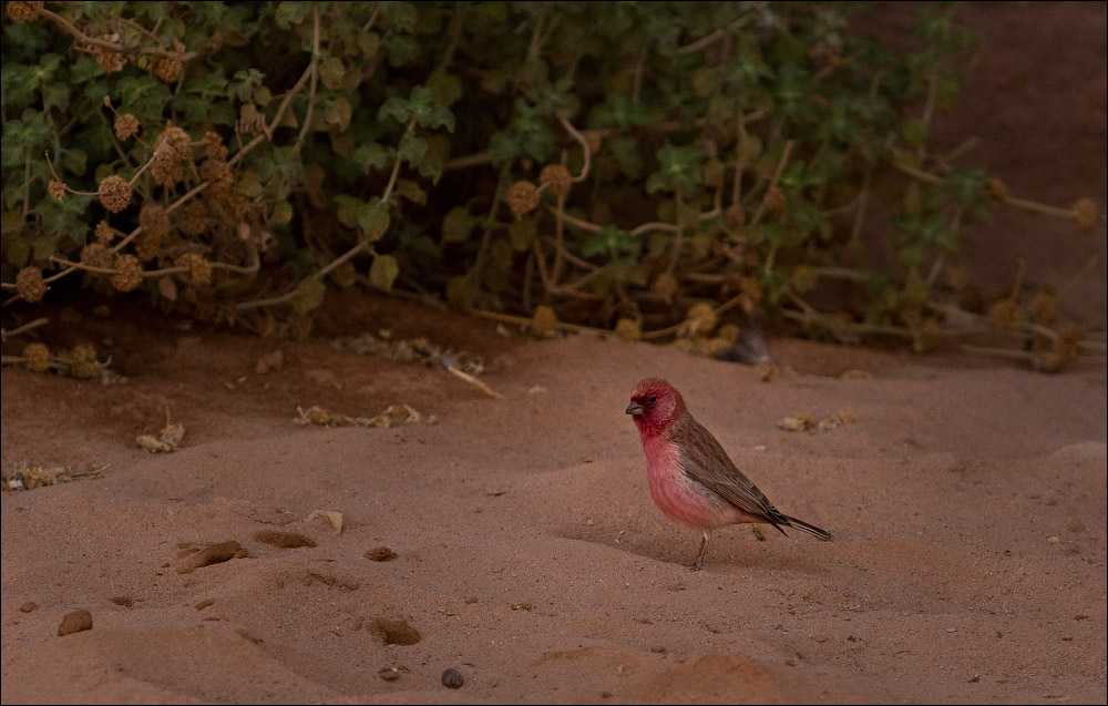 Птицы в фотографиях из путешествий