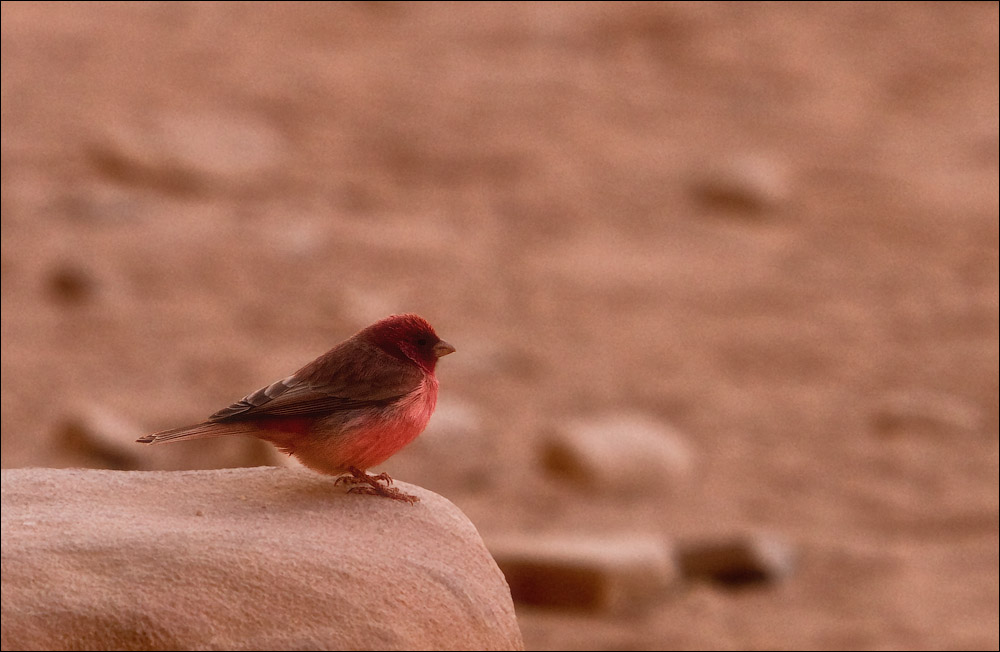 Птицы в фотографиях из путешествий