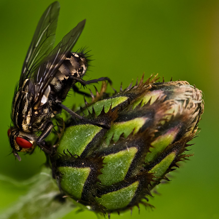 Макро со всего света