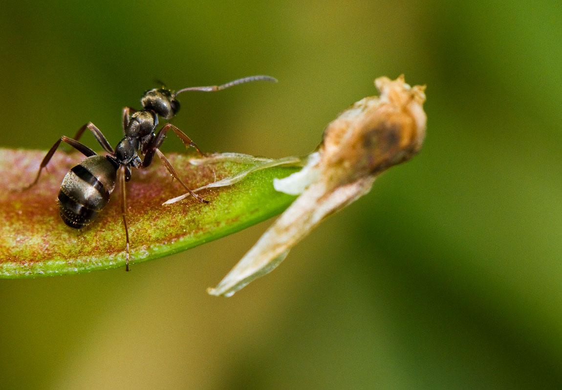 Макро со всего света