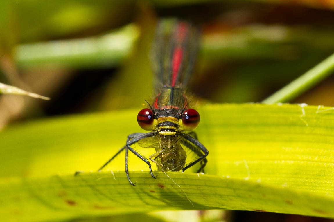 Макро со всего света