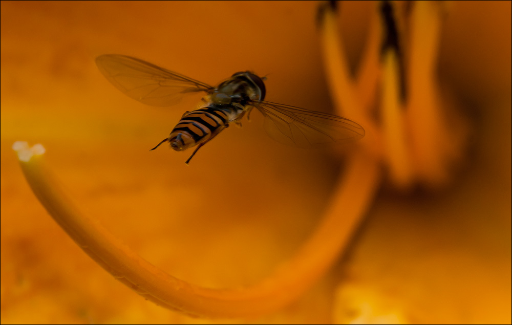 Макро со всего света